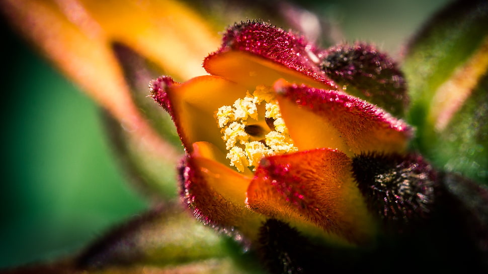 shallow focus photography of red and yellow flower HD wallpaper
