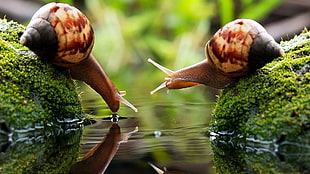 two brown snails on algae-covered stones HD wallpaper