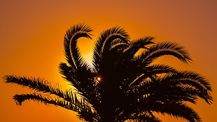 silhouette of palm tree