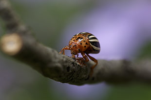 close-up photography brown and white bug, false potato beetle, beetle HD wallpaper