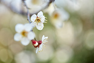 selective focus photography of white tree blossoms HD wallpaper