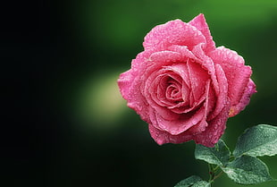 pink rose with water dew closed-up photo HD wallpaper