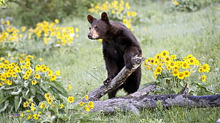 brown bear on green grass field during daytime