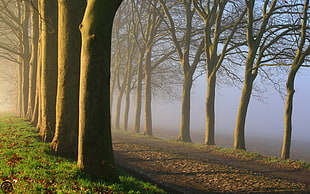 brown trees, trees