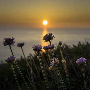 shallow focus photography of pruple flower during sunset HD wallpaper