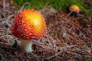 orange and yellow mushroom