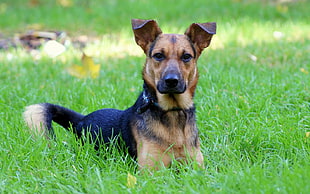 Dog,  Grass,  Green,  Spring