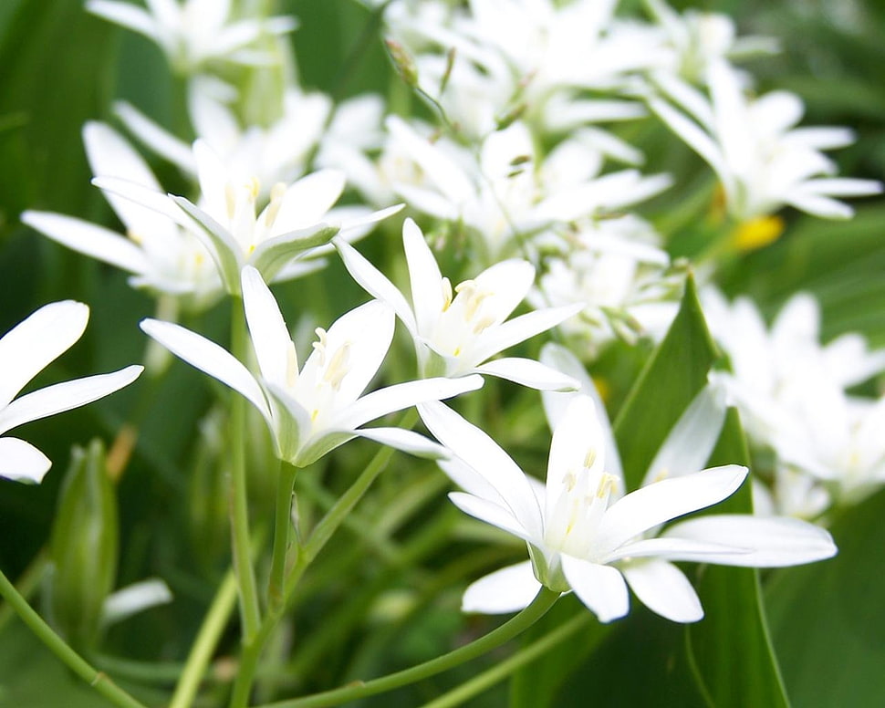 white petaled flowers photography HD wallpaper