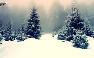 green pine trees, snow, winter, mist, trees HD wallpaper