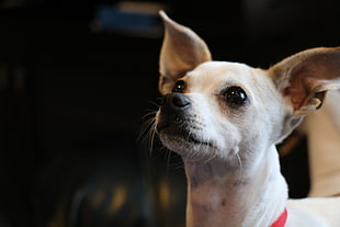 closeup photo of fawn Chihuahua HD wallpaper