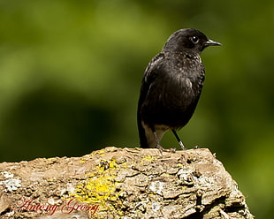 selective focus photography of short beak bird, indian