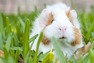 white and brown guinea pig on green grass HD wallpaper