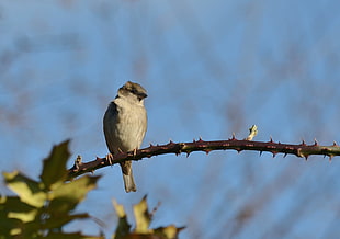 focus photography of white bird on spiky plant stem, chaffinch