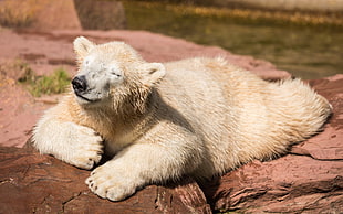 polar bear HD wallpaper