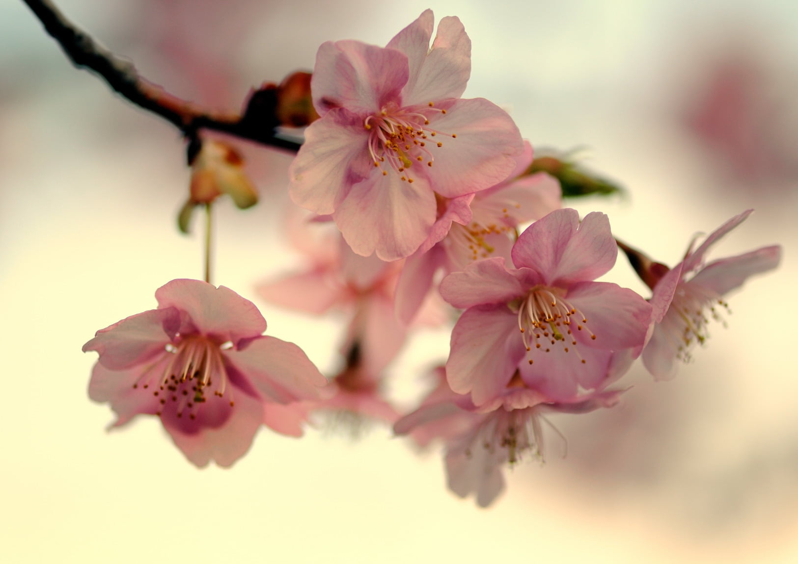 pink flowers