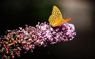 Gulf Fritillary butterfly on pink flower HD wallpaper