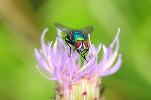 close-up photo insect on purple flower