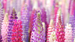 pink and purple petaled flowers