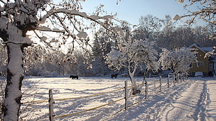 snow covered trees and fence during winter HD wallpaper