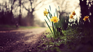 yellow flowers, flowers, dirt, yellow flowers, depth of field