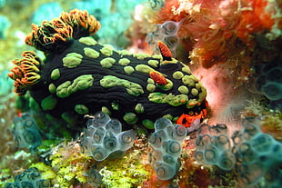 green and orange slug, Nudibranchia, underwater, sea anemones, sea HD wallpaper