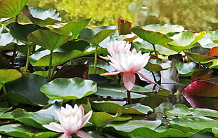 green leafed plant with white flowers