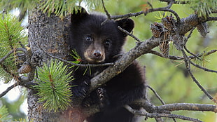 black bear on top of pinecone tree HD wallpaper