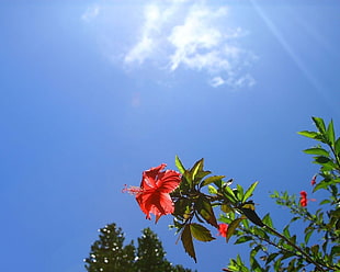 red Hibiscus flower plant