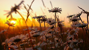 white daisies flower plant during sunrise HD wallpaper
