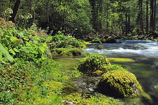 spring river between green trees