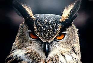 brown and black owl, owl HD wallpaper