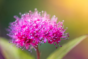 purple flower, rose