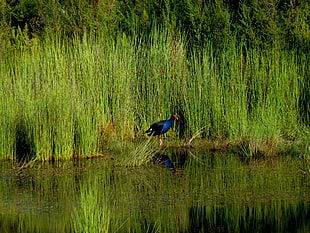 blue and black bird