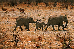 three elephant photo HD wallpaper