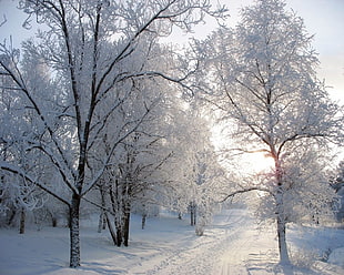 trees covered by snow