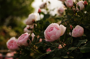 photo of pink petaled flowers