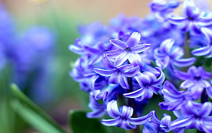 purple Lavender flower closeup photography HD wallpaper