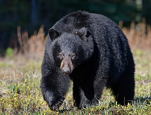 Black Bear