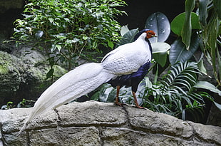 Silver Pheasant perched on concrete wall