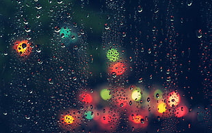 dew drops and multicolored lights HD wallpaper