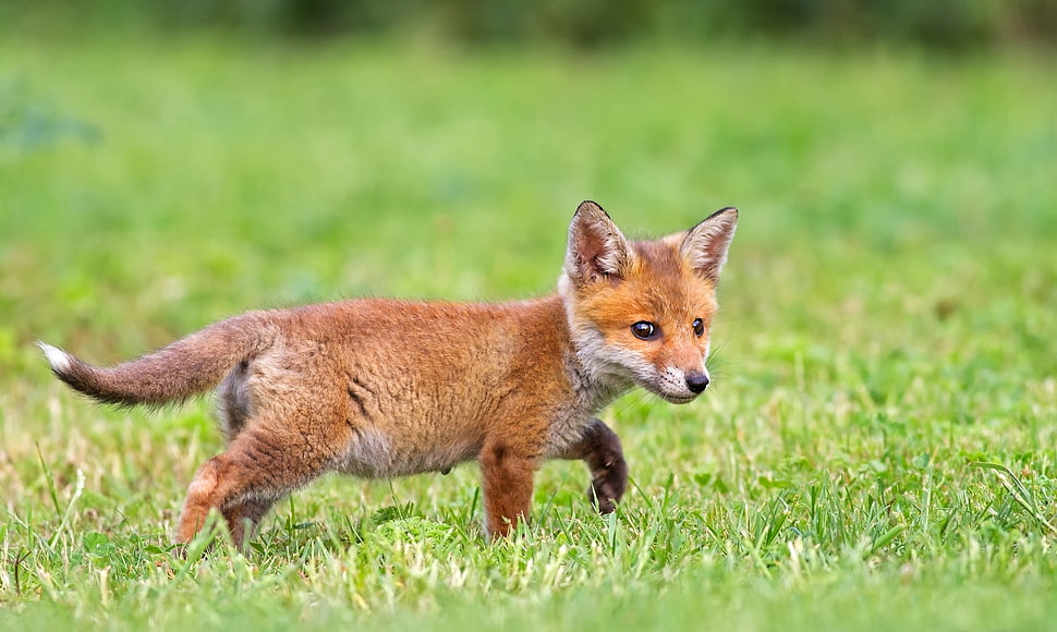 fox on green grass HD wallpaper