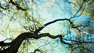 green leaf tree, depth of field, worm's eye view, trees, nature