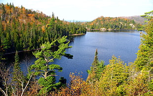 green forest near at body of water during daytime