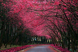 pink leaf trees, branch, road