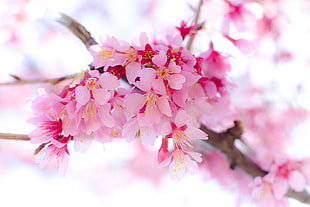 assorted pink flowers shallow focus photography