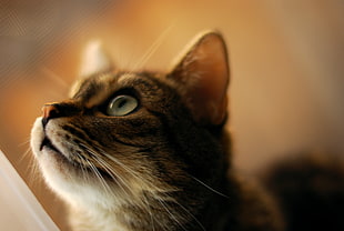 closeup photography of gray tabby cat