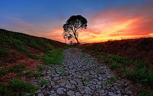 green leaf tree and grasses, landscape, trees, nature