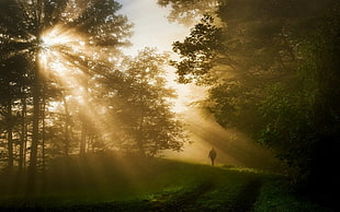 green leafed trees, nature, landscape, sun rays, forest