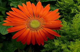 bokeh photography of sunflower