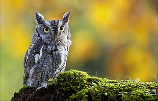 gray owl, animals, owl, birds, moss HD wallpaper